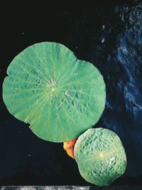 High angle view of lily pads in lake