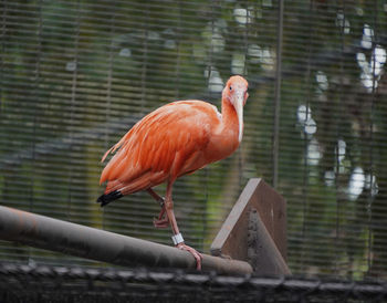 Bright bird on a pipe