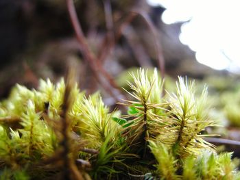 Close-up of plant