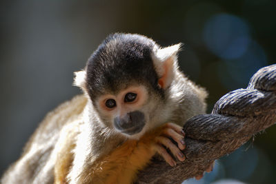 Close-up portrait of monkey