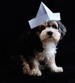 Close-up of dog sitting against black background