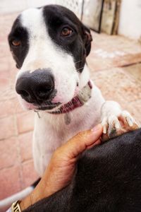 Close-up of dog looking away