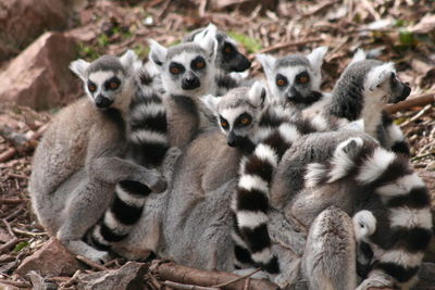 Lemurs sitting on ground