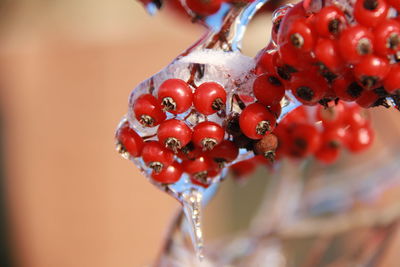 Close-up of frozen fruits