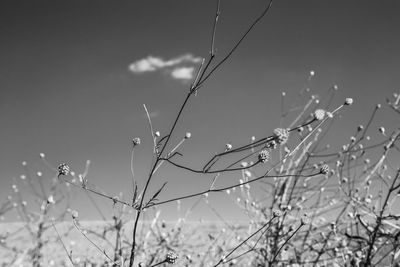 Close-up of wet plant on field against sky