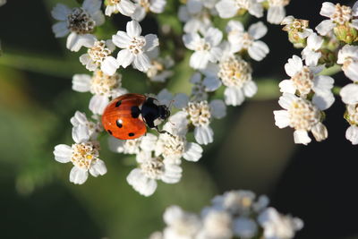 Close-up of ladybug on flower