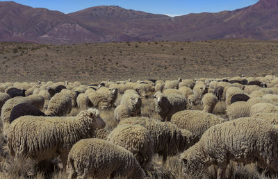 View of sheep on field