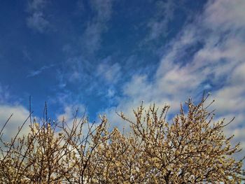 Low angle view of plants against sky