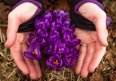 Close up purple crocus flowers covering with female hands concept photo