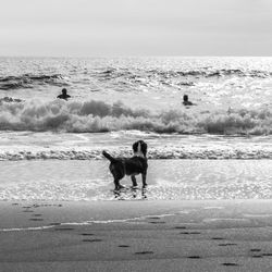 Dog on beach by sea against sky