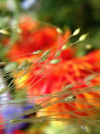 Close-up of plant against blurred background