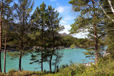 Trees by lake against sky