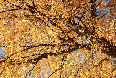 Low angle view of maple tree
