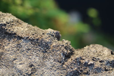 Close-up of insect on rock