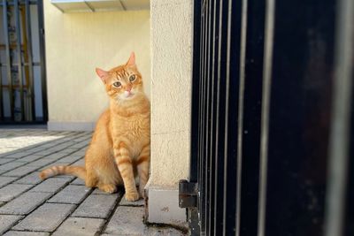 Cat looking away