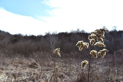 Close-up of dry plants on field against sky