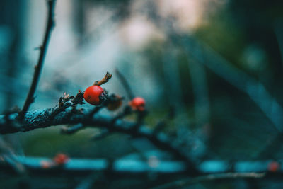 Close-up of red berries growing on tree