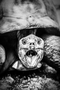 High angle view of an animal