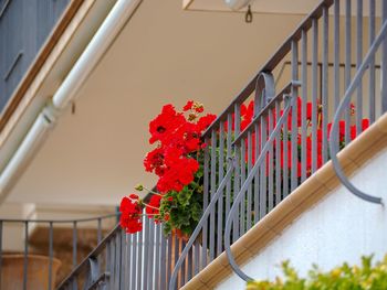 Close-up of red flowering plant by railing of building