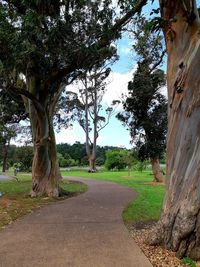 Road amidst trees against sky