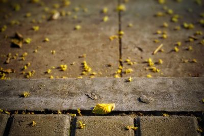 Close-up of yellow leaf