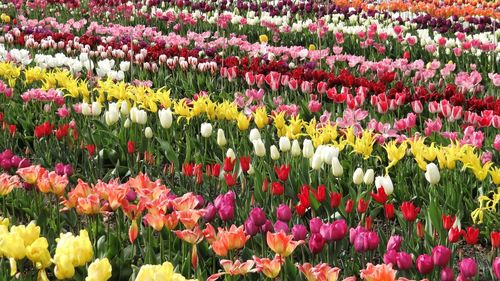 Full frame shot of red flowers in field