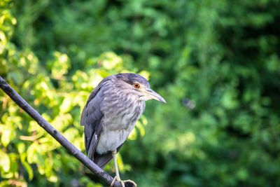 Close-up of bird perching on a tree