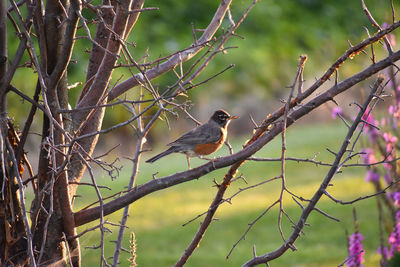 Bird perching on bare tree