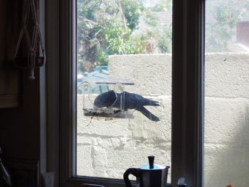 View of cat on window sill