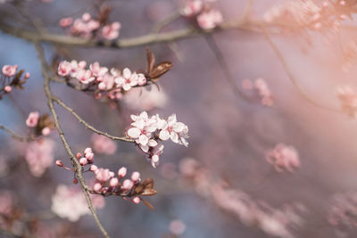 Close-up of pink cherry blossom