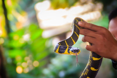 Close-up of hand holding butterfly against blurred background