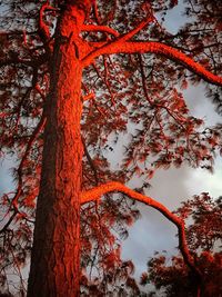 Low angle view of tree against sky