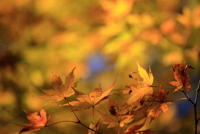Close-up of maple leaves on plant during sunset