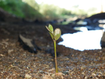 Close-up of plant growing on land