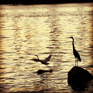 Silhouette birds flying over lake