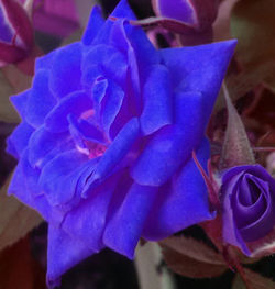 Close-up of purple flowers