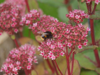 Close-up of bee on pink flowers