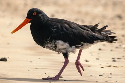 animal