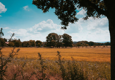 Scenic view of field against sky