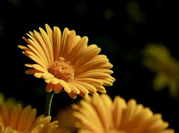 Close-up of yellow daisy flower in park