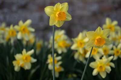 Close-up of yellow flowering plant