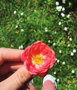 Cropped hand holding pink flower over field