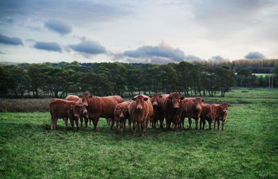 Cattle on landscape against sky