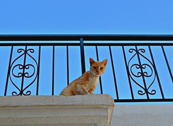 Low angle view of cat against railing