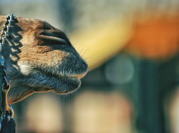 Close-up of camel mouth