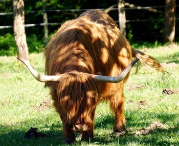 Close-up of cattle on field