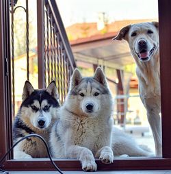 Portrait of dog sitting outdoors