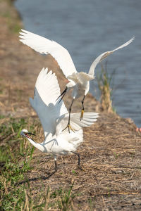 Seagull flying over a land