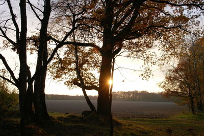 Trees on field against sky during sunset