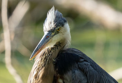 Blue heron gets a profile close up on a sunny day in the everglades